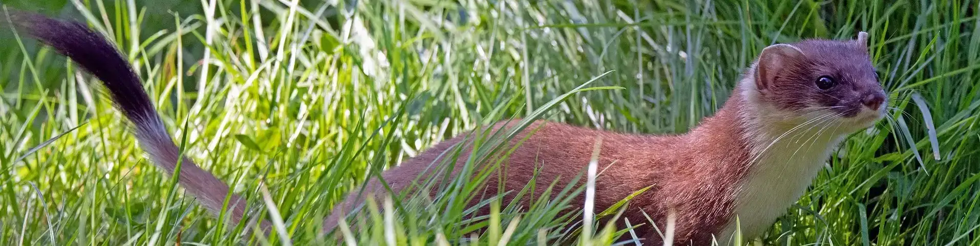 Marderschaden am Auto